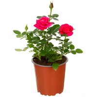 Arbusto Rosa Hybrida Natural