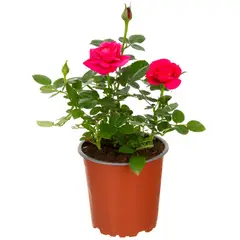 LAS BANDURRIAS - Rosa hybrida 0,2 m exterior