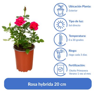Imagen 2 del producto Arbusto Rosa Hybrida Natural