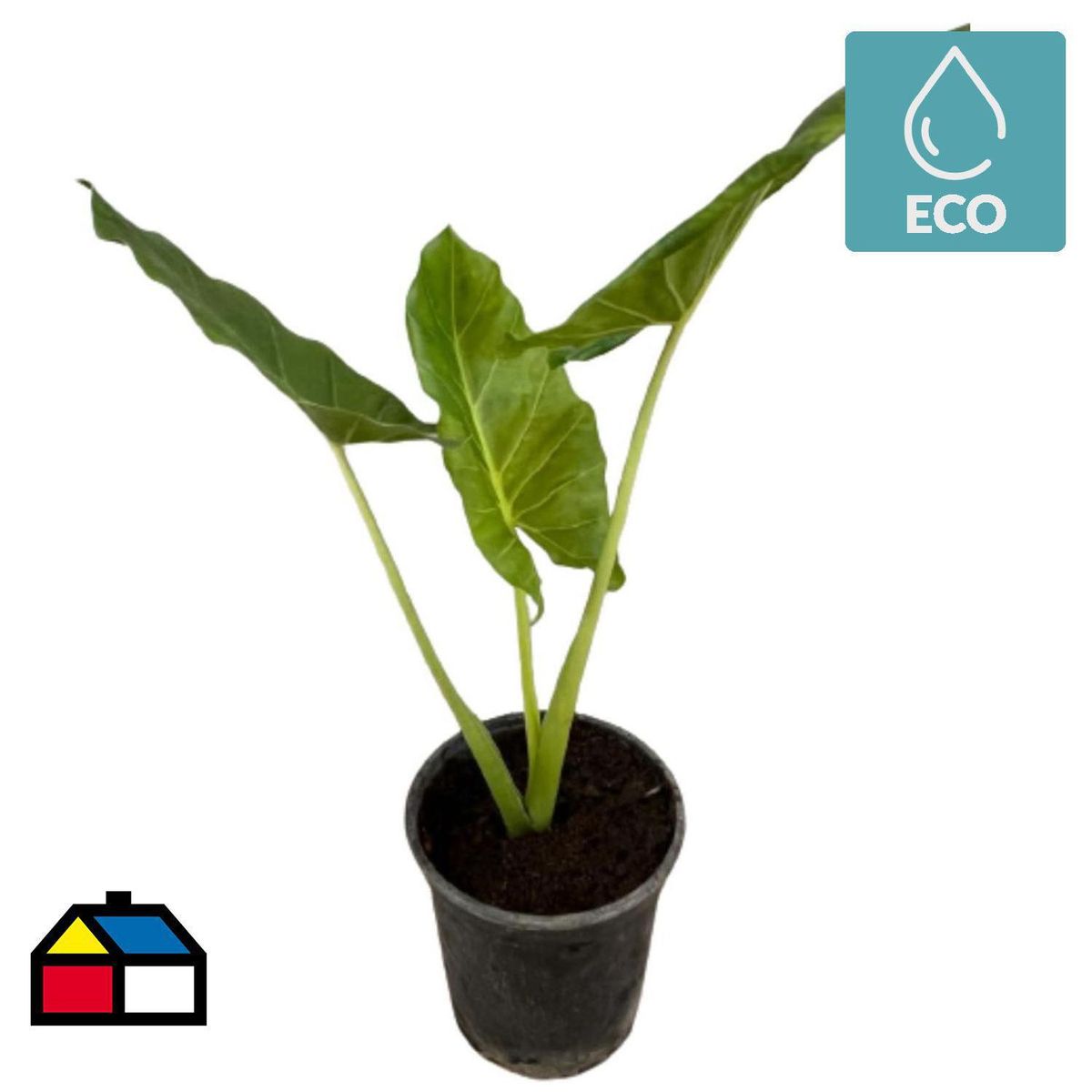 LAS BANDURRIAS - Manto de Eva 60 cm Natural CT17