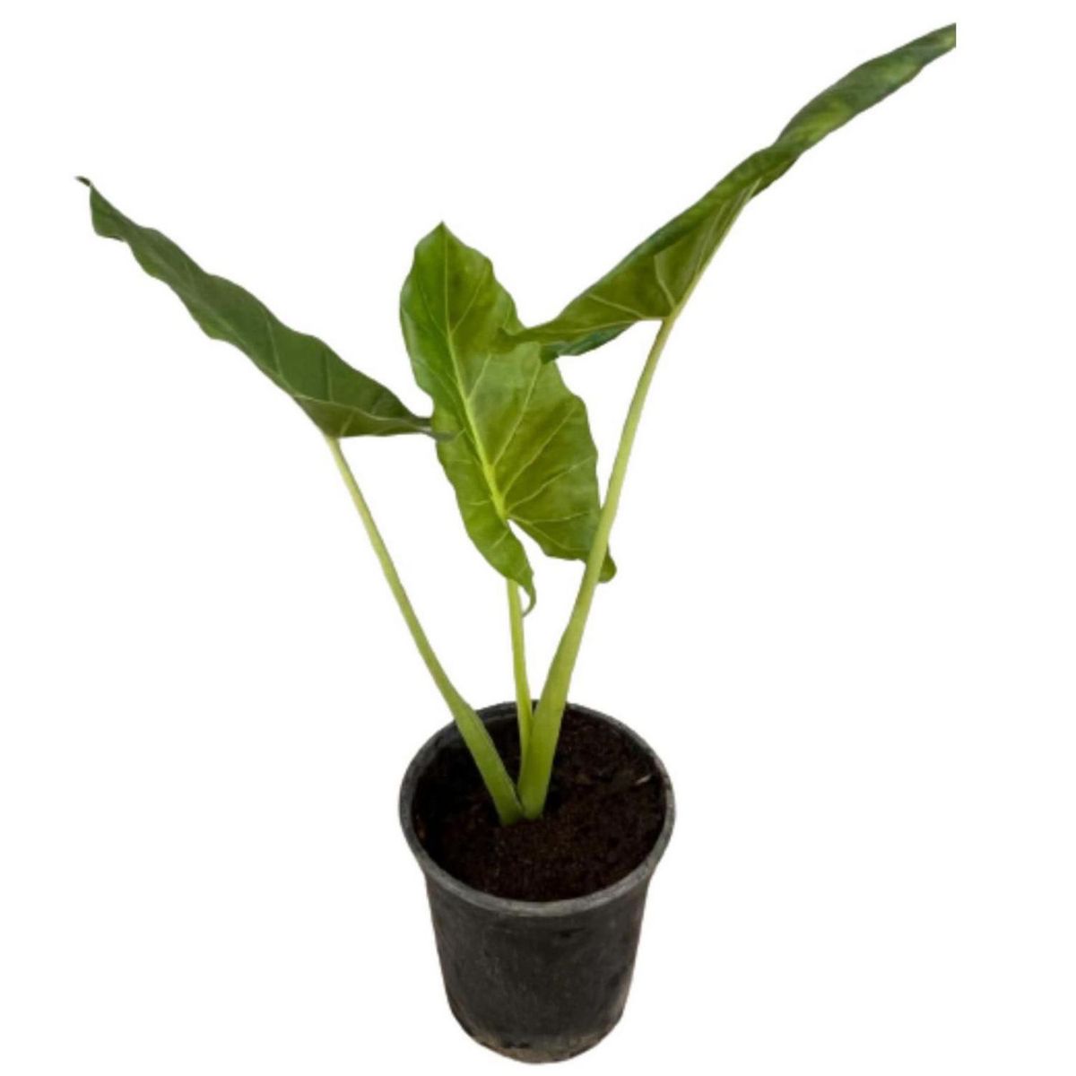 LAS BANDURRIAS - Manto de Eva 60 cm Natural CT17