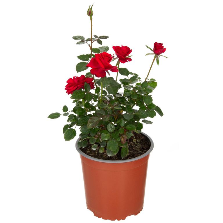 Arbusto Rosa Hybrida Natural