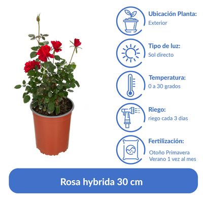 Imagen 2 del producto Arbusto Rosa Hybrida Natural