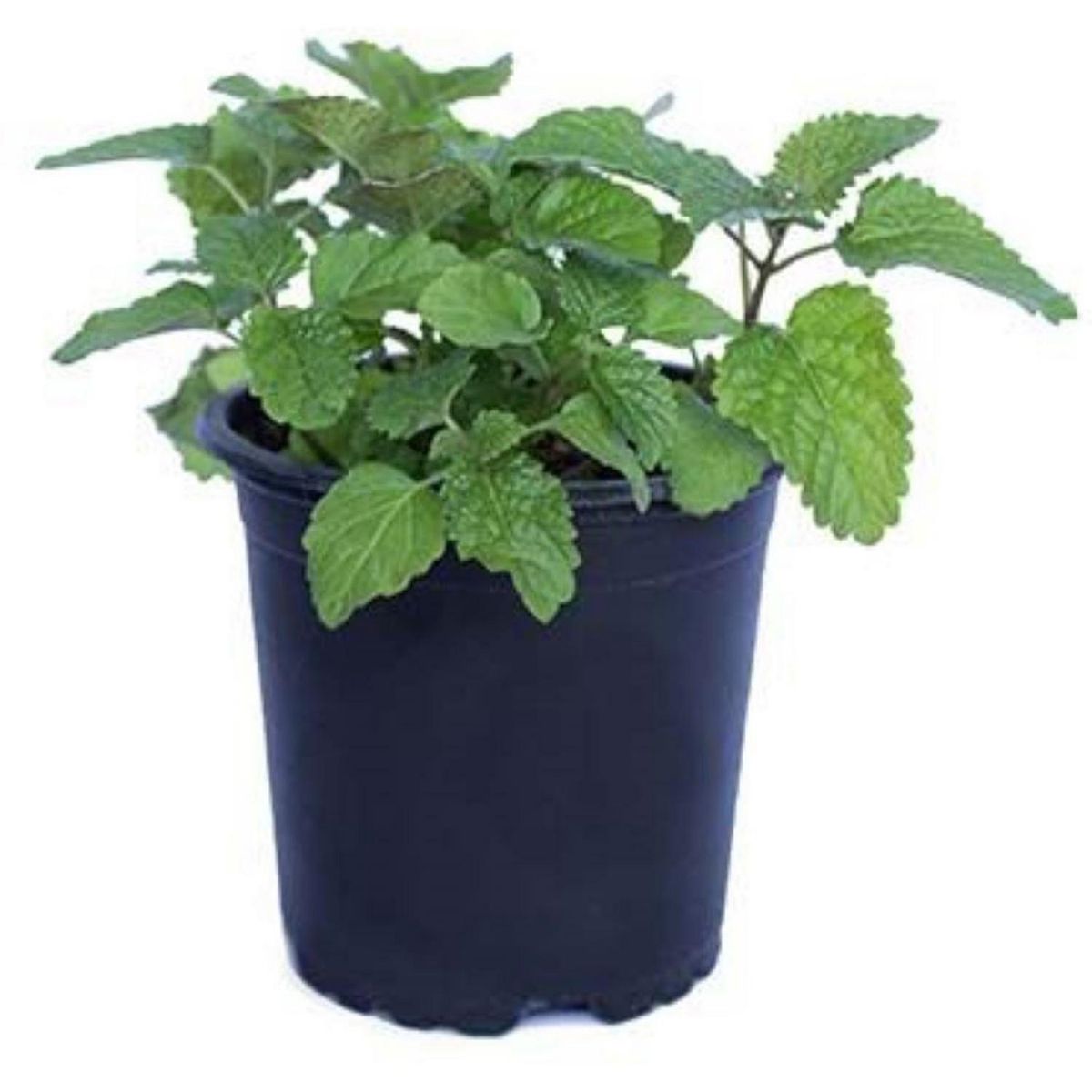 LAS BANDURRIAS - Toronjil 10 cm Natural CT12