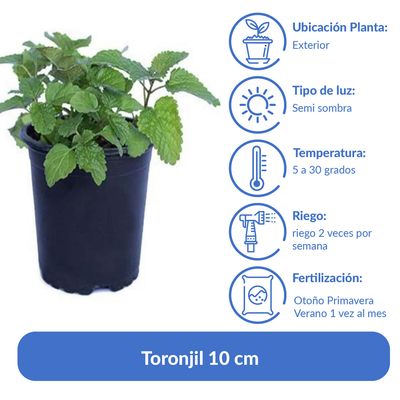 Imagen 2 del producto Toronjil 10 cm Natural CT12