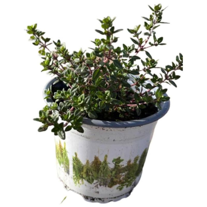 LAS BANDURRIAS - Tomillo 20 cm Natural CT12