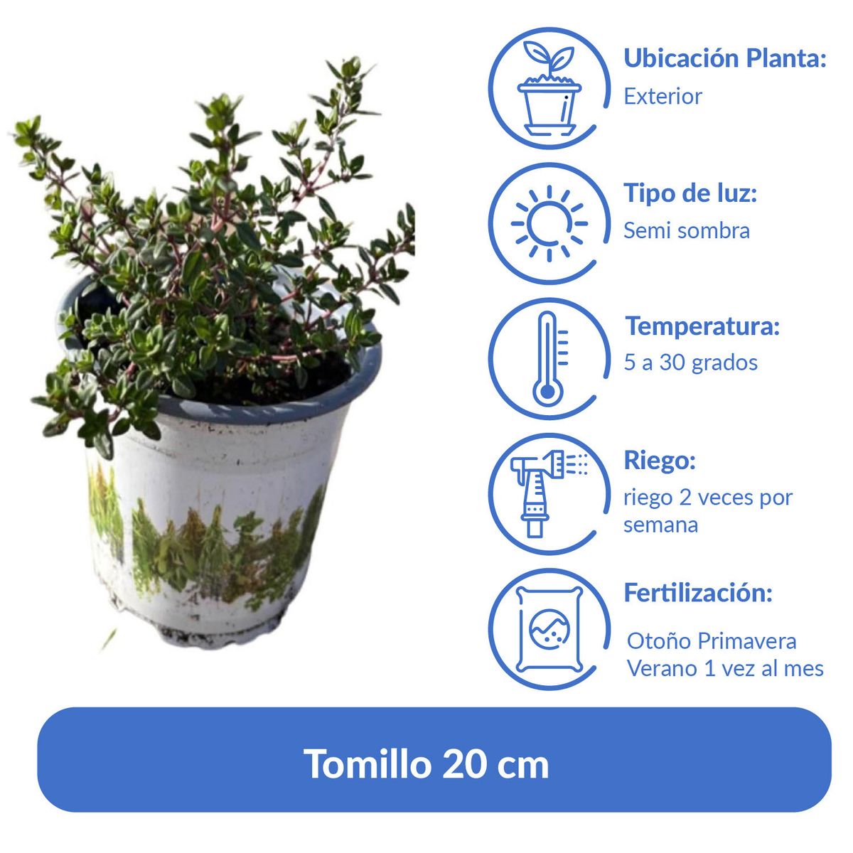 LAS BANDURRIAS - Tomillo 20 cm Natural CT12