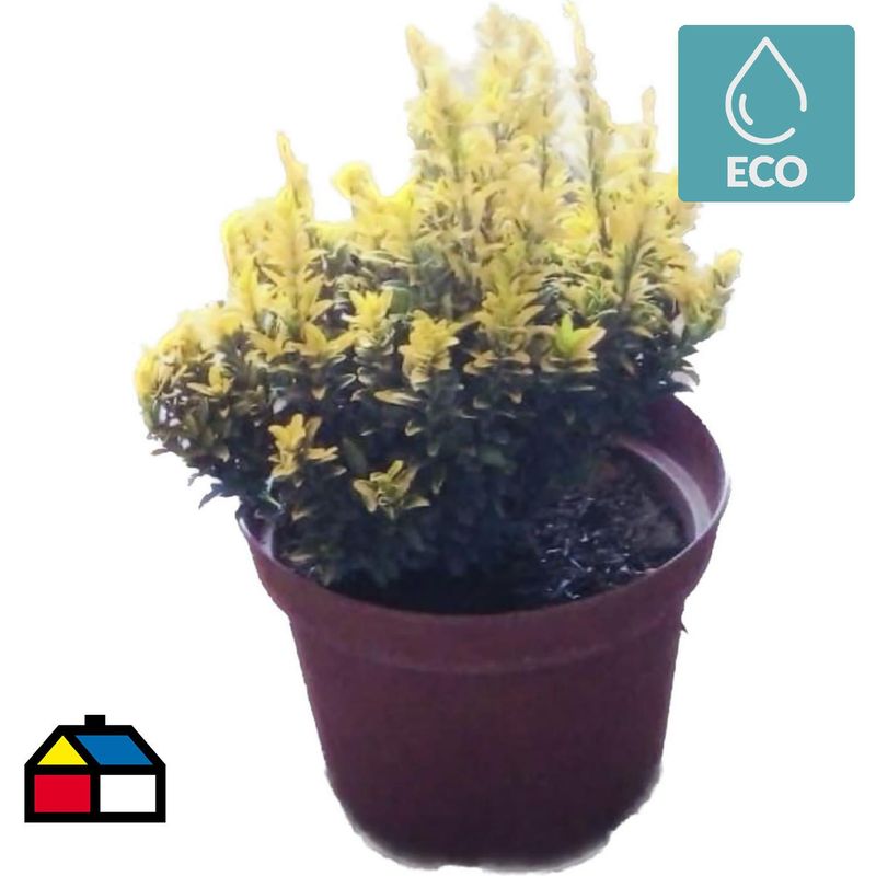 LAS BANDURRIAS - Evonimo Nana Natural 0.15 m