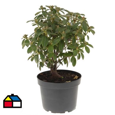 Rhododendro 0,60 m