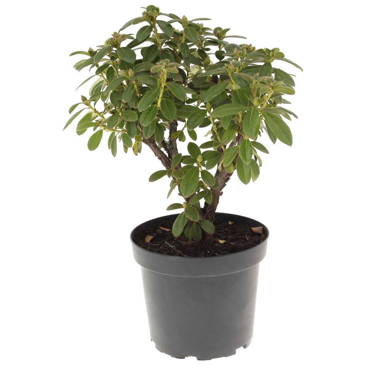 VIVERO LOS BOLDOS - Rhododendro S Lady 40 cm Natural CT26