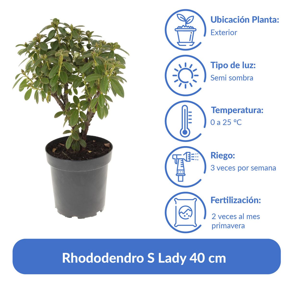VIVERO LOS BOLDOS - Rhododendro S Lady 40 cm Natural CT26