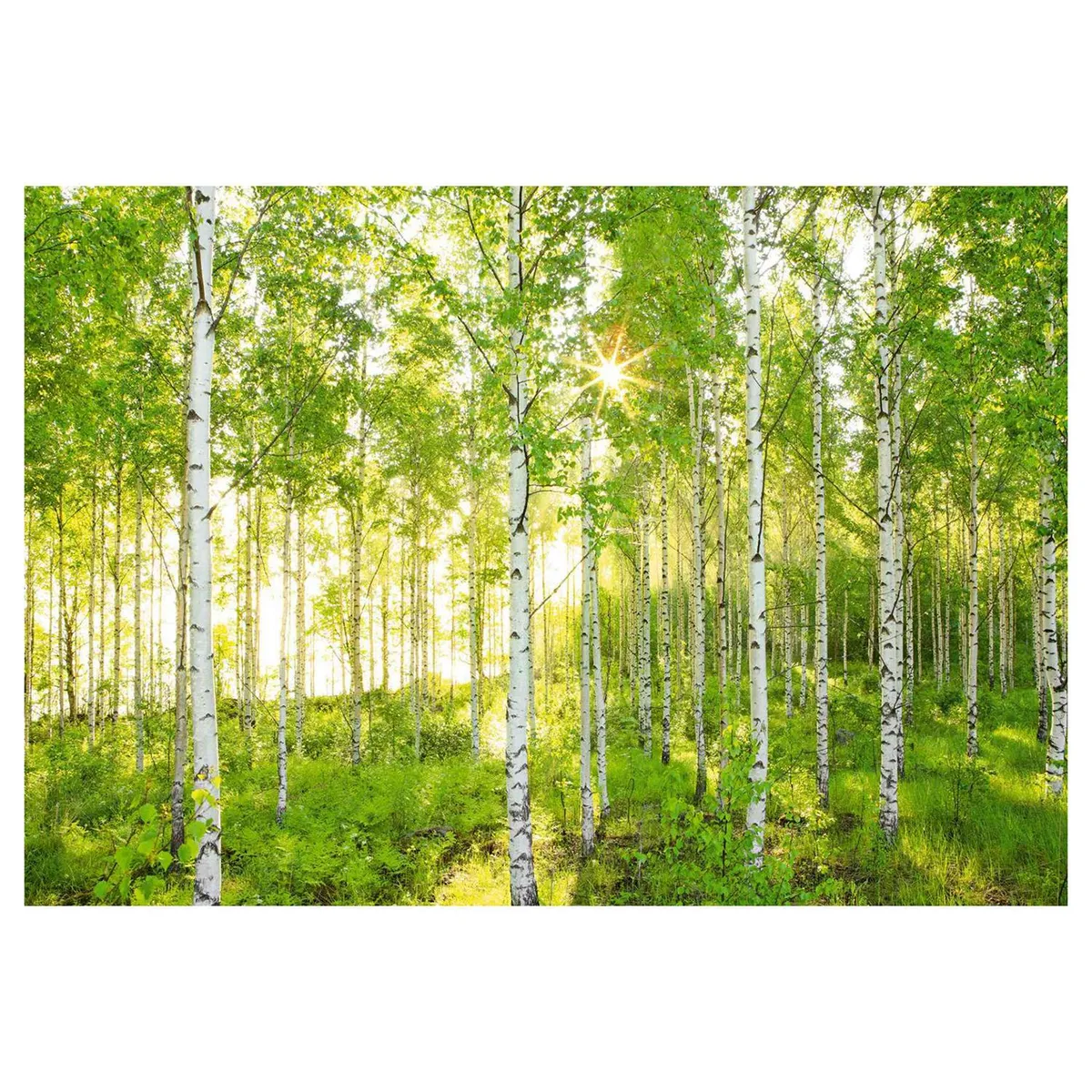 KOMAR - Papel Fotomural Bosque 9,35 m2
