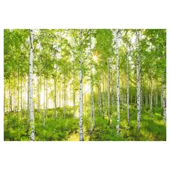 KOMAR - Papel Fotomural Bosque 9,35 m2