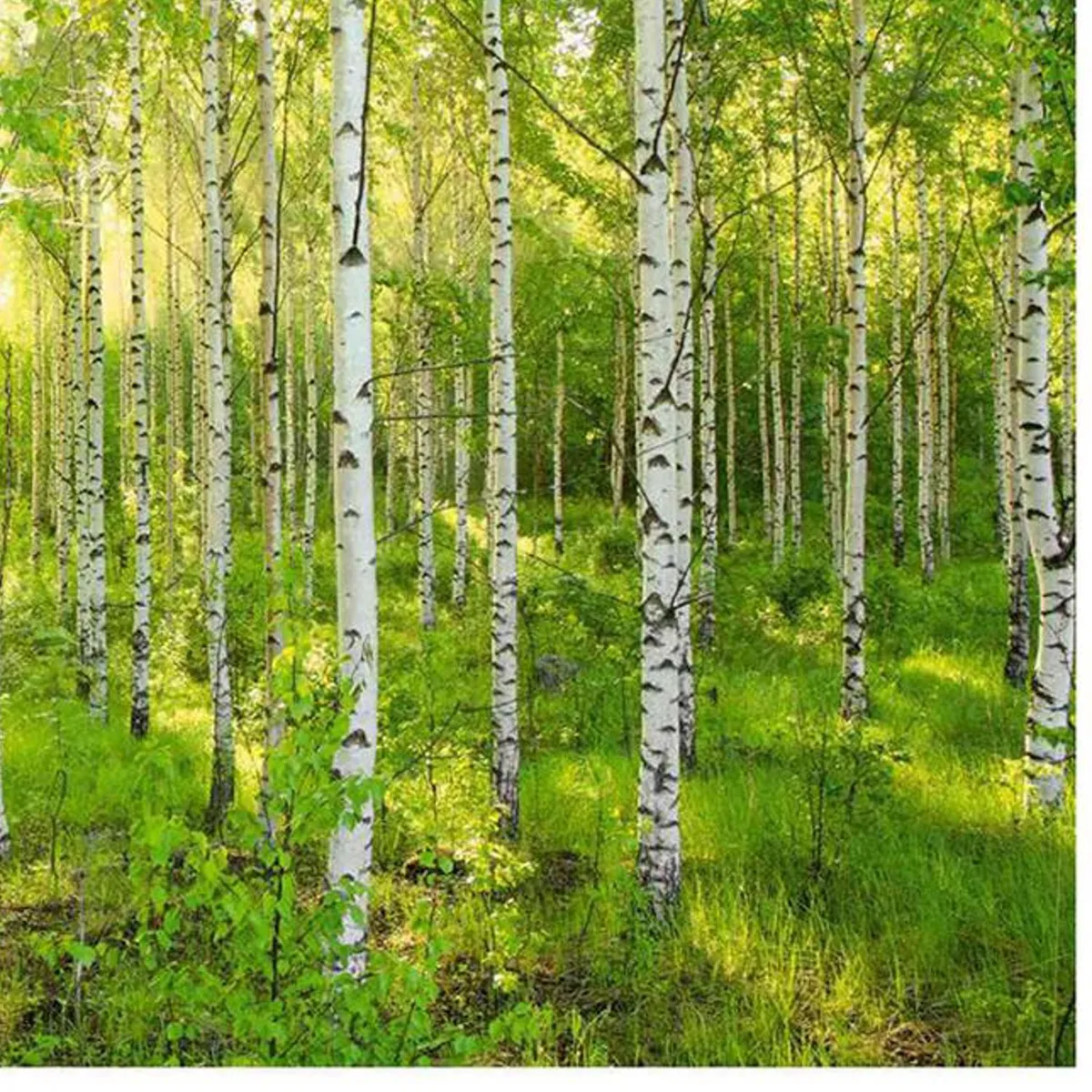 KOMAR - Papel Fotomural Bosque 9,35 m2