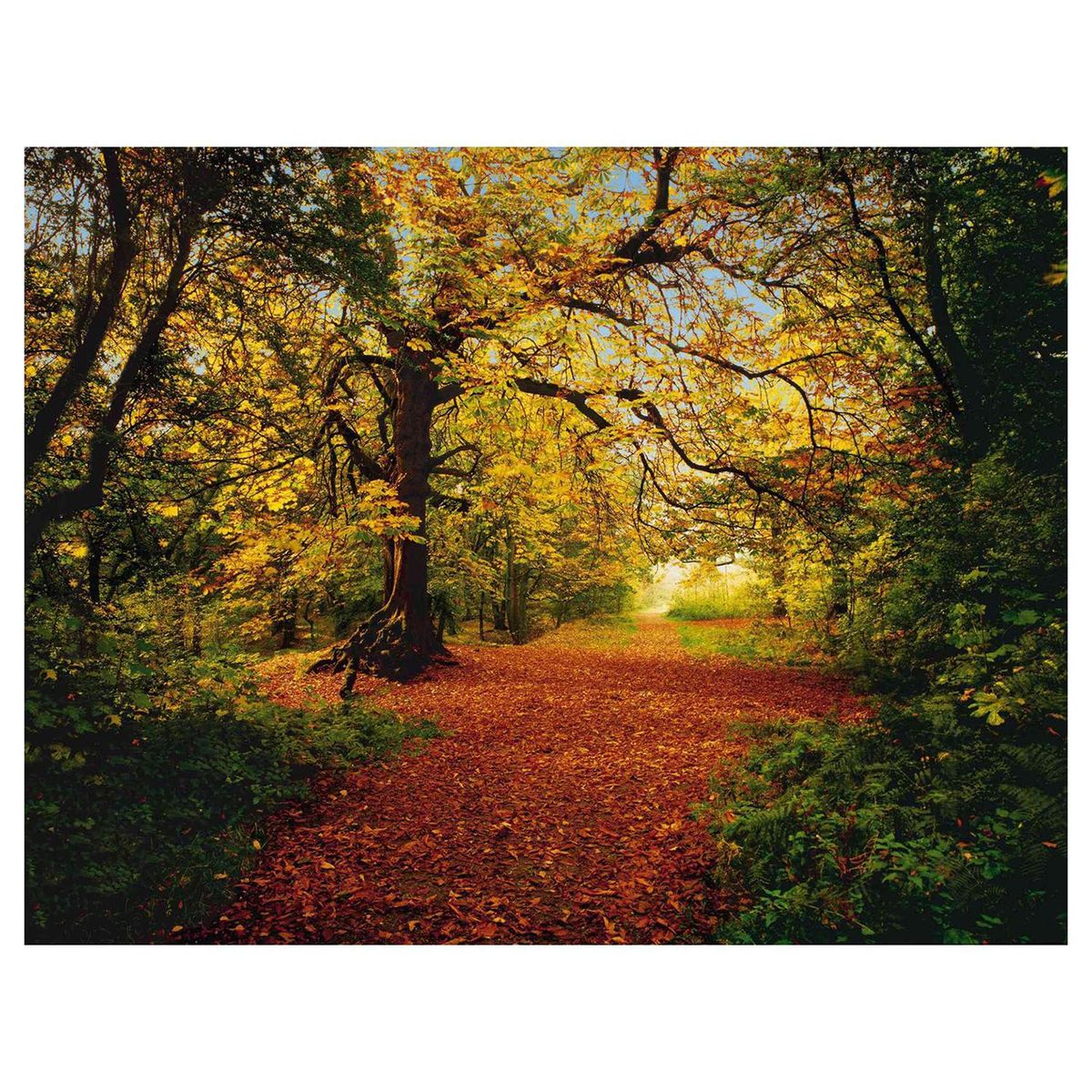 KOMAR - Papel Fotomural Bosque 9,34 m2