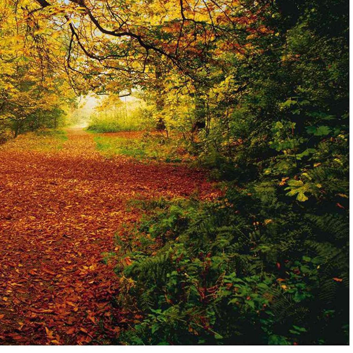 KOMAR - Papel Fotomural Bosque 9,34 m2