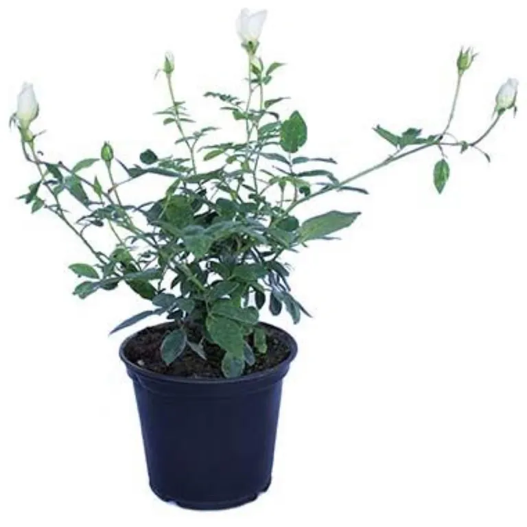 Arbusto Rosa Floribunda Natural