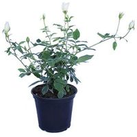 Arbusto Rosa Floribunda Natural