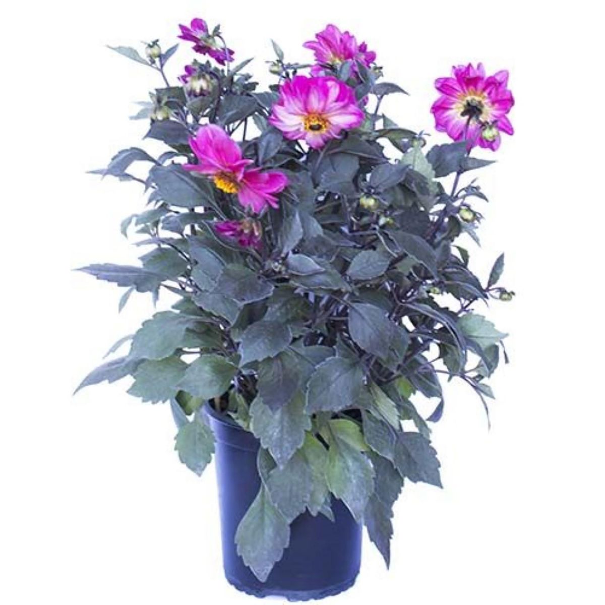 LAS BANDURRIAS - Dahlia Perenne 30 cm Natural CT19