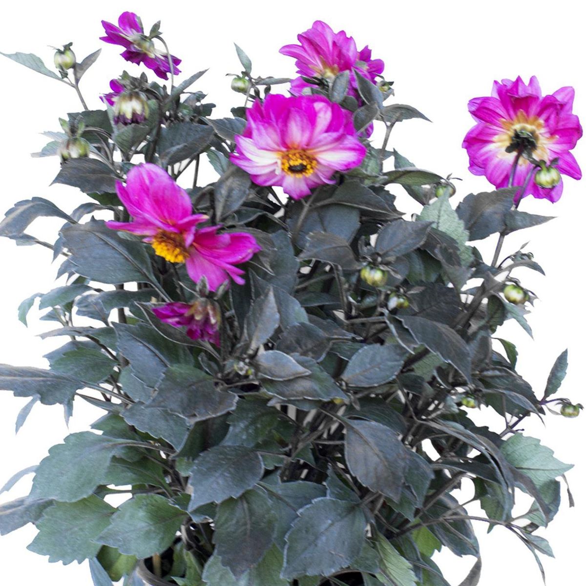 LAS BANDURRIAS - Dahlia Perenne 30 cm Natural CT19