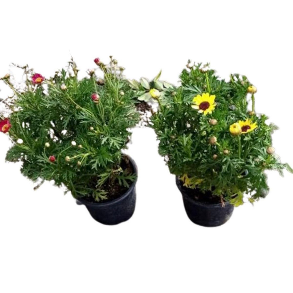 LAS BANDURRIAS - Argyranthemum 20 cm Natural CT12