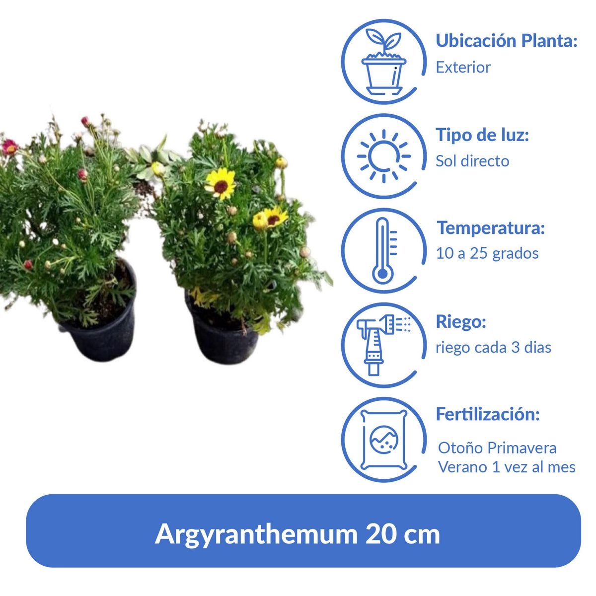 LAS BANDURRIAS - Argyranthemum 20 cm Natural CT12