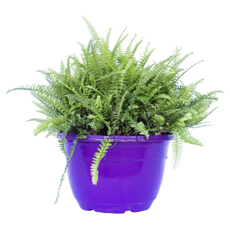 Helecho Bolo 10 cm Natural CT25