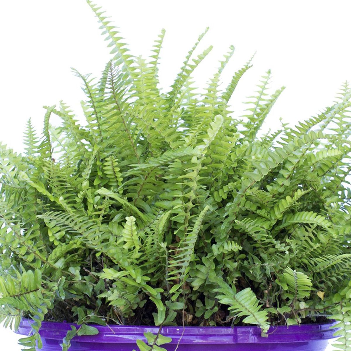 LAS BANDURRIAS - Helecho Bolo 10 cm Natural CT25