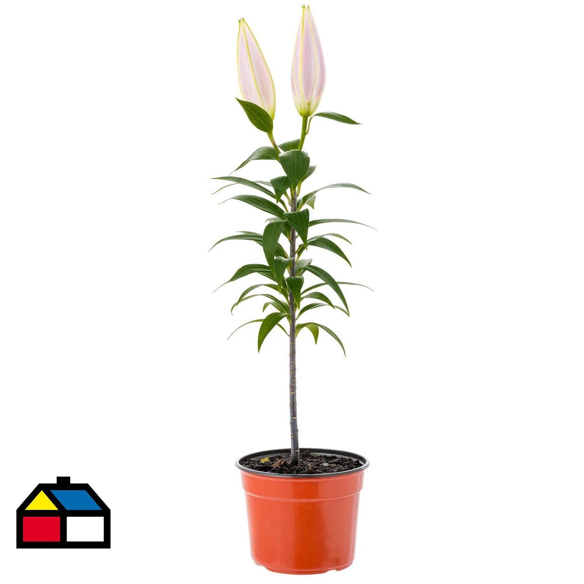 VIVEROS HIJUELAS - Lilium Oriental 30 cm Natural CT14