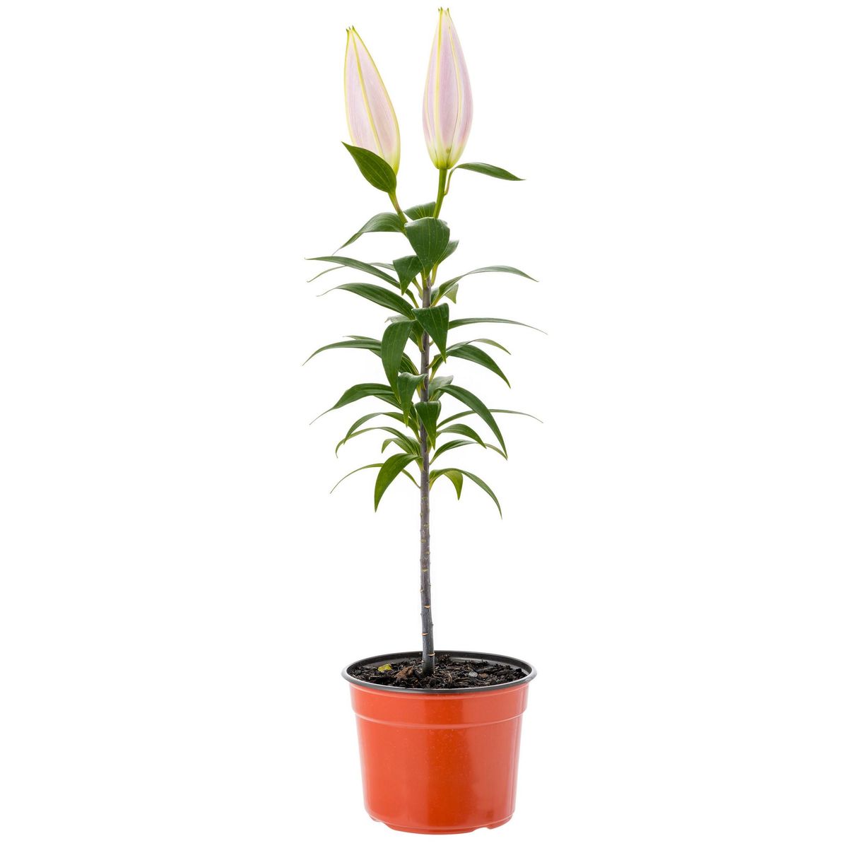 VIVEROS HIJUELAS - Lilium Oriental 30 cm Natural CT14