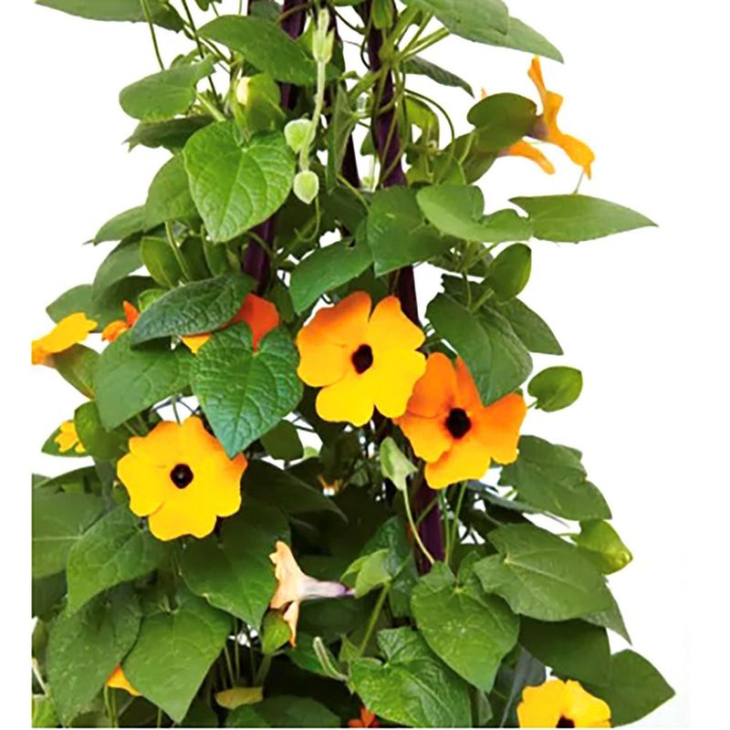 FLORES DE MI TIERRA - Thunbergia 20 cm Natural CT17