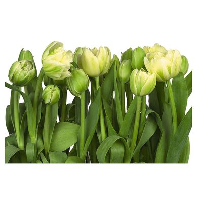 Fotomural Tulipn 368x254 cm