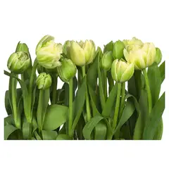 KOMAR - Papel Fotomural Tulipán 9,35 m2