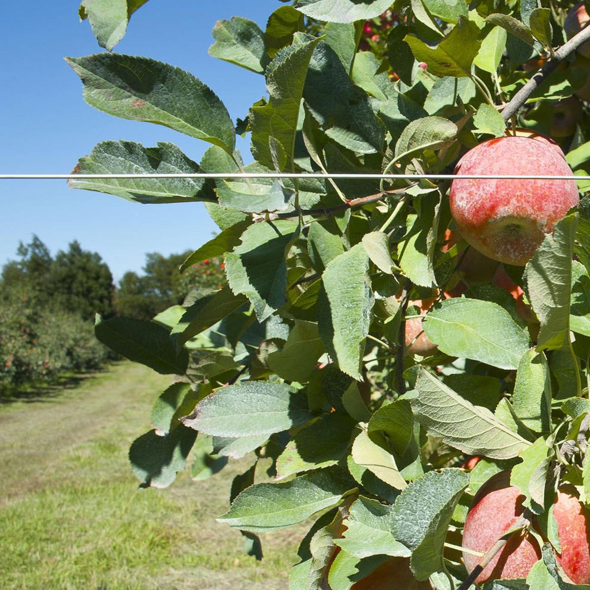 INCHALAM - Alambre Acero Multiuso Display #18/1 Kg 1.24 mm 107.61 m Gris