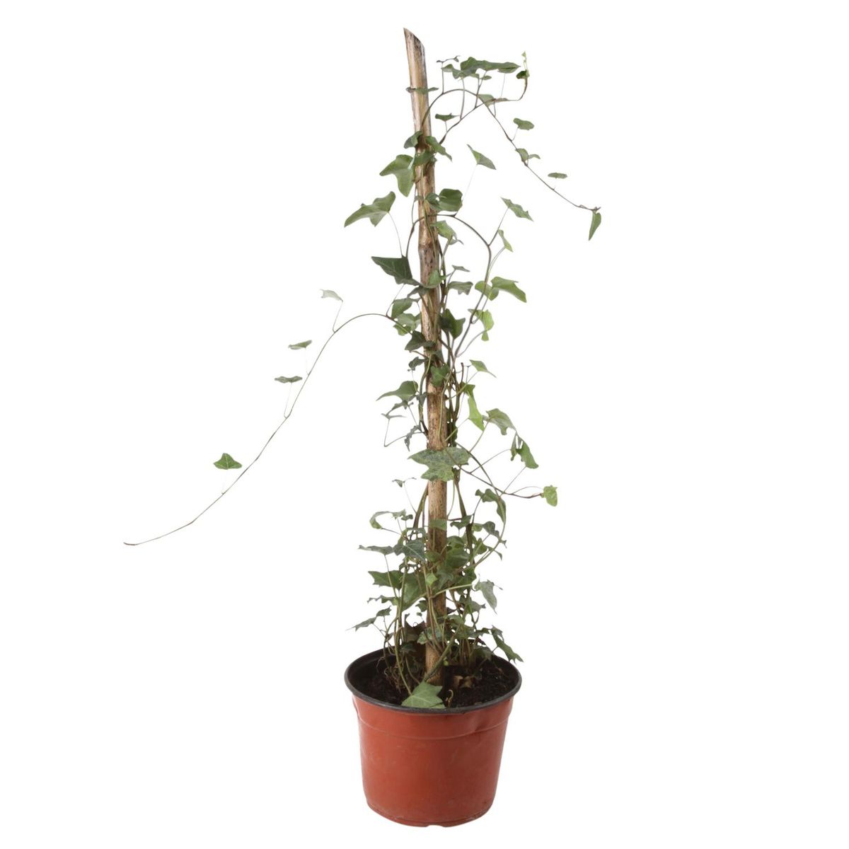 LAS BANDURRIAS - Hiedra 50 cm Natural CT15