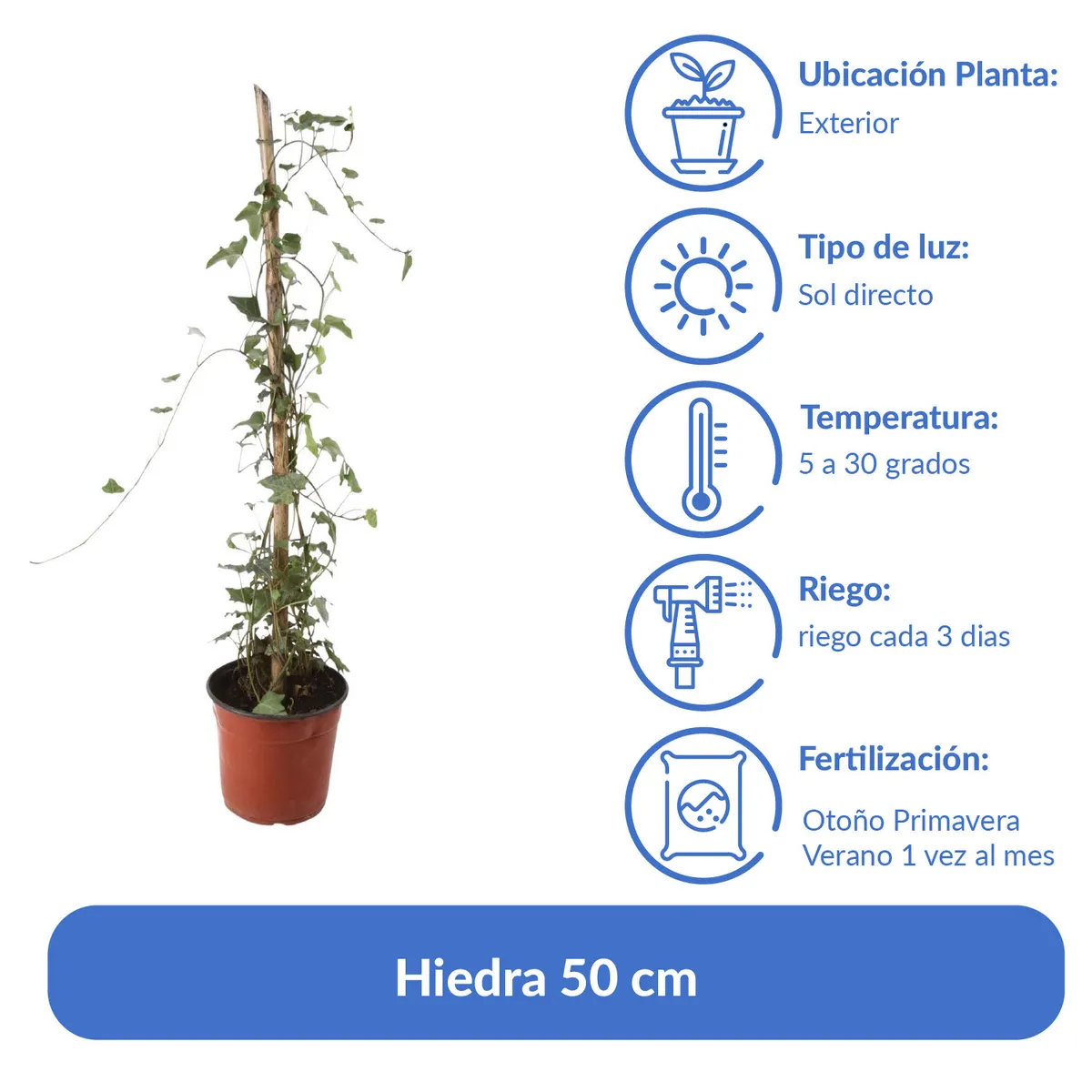 LAS BANDURRIAS - Hiedra 50 cm Natural CT15