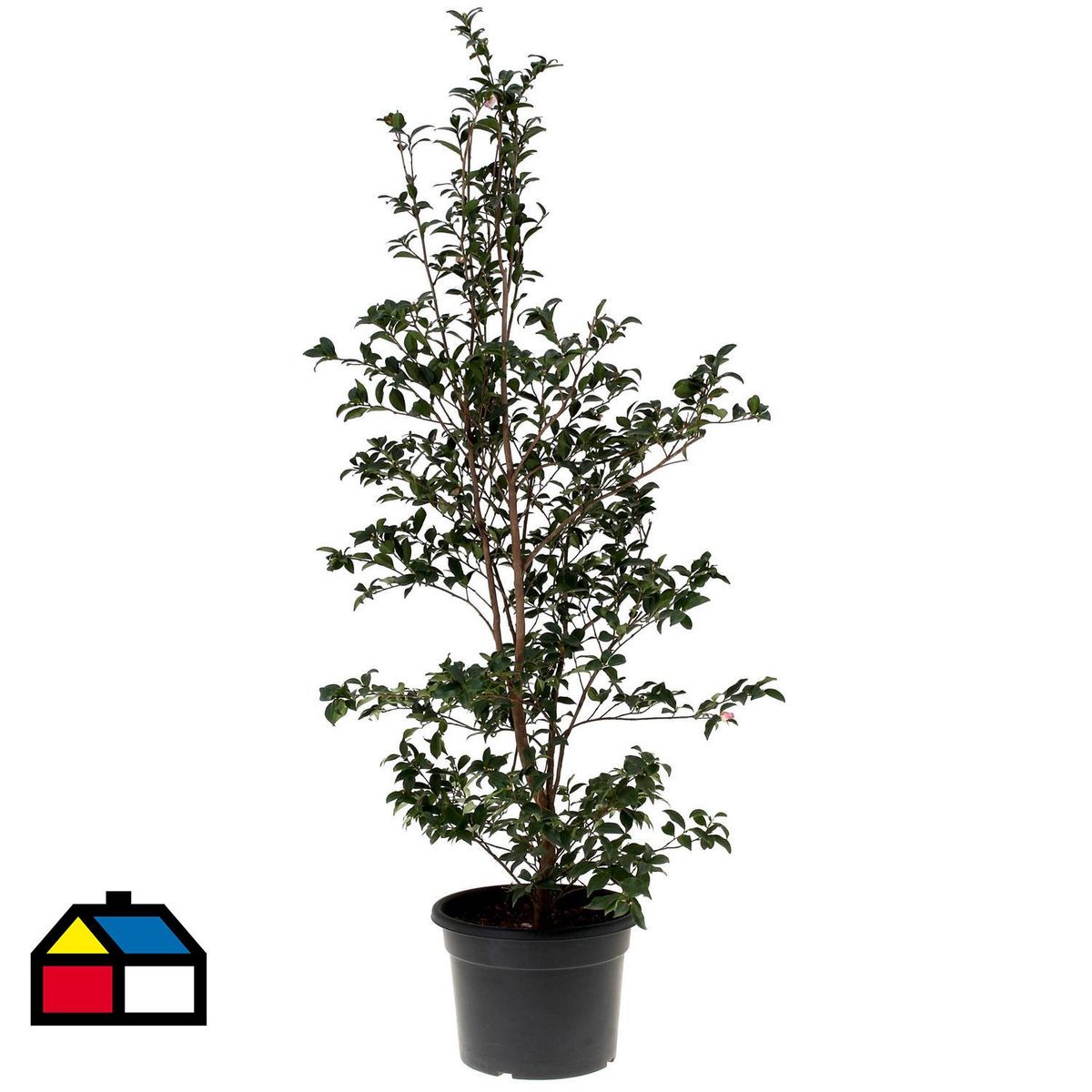 VIVERO LOS BOLDOS - Camelia Sasanqua 100 cm Natural CT33