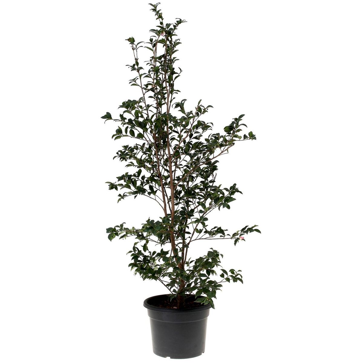 VIVERO LOS BOLDOS - Camelia Sasanqua 100 cm Natural CT33