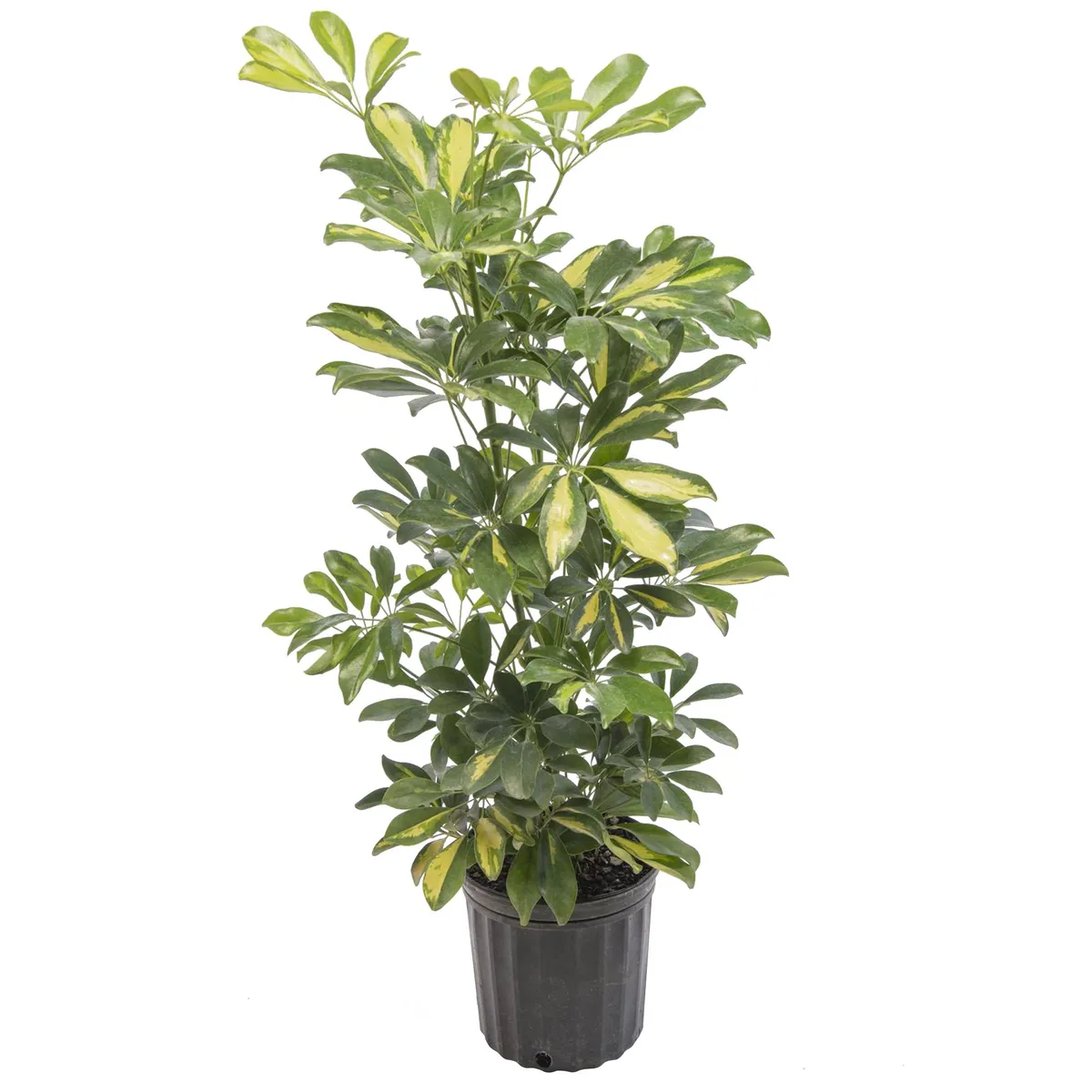 VIVEROS HIJUELAS - Schefflera 70 cm Natural CT20