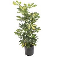 Schefflera 70 cm Natural CT20