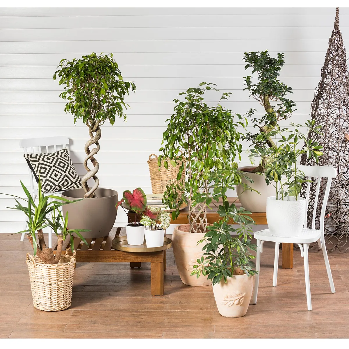 VIVEROS HIJUELAS - Schefflera 70 cm Natural CT20