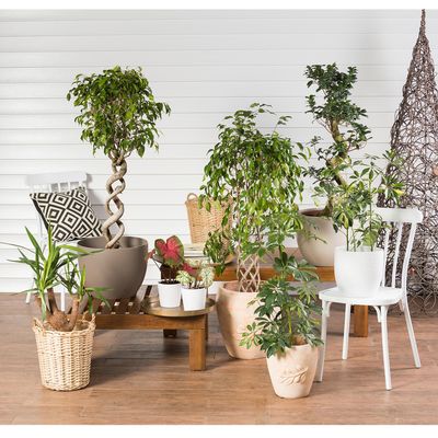 Imagen 2 del producto Schefflera 70 cm Natural CT20