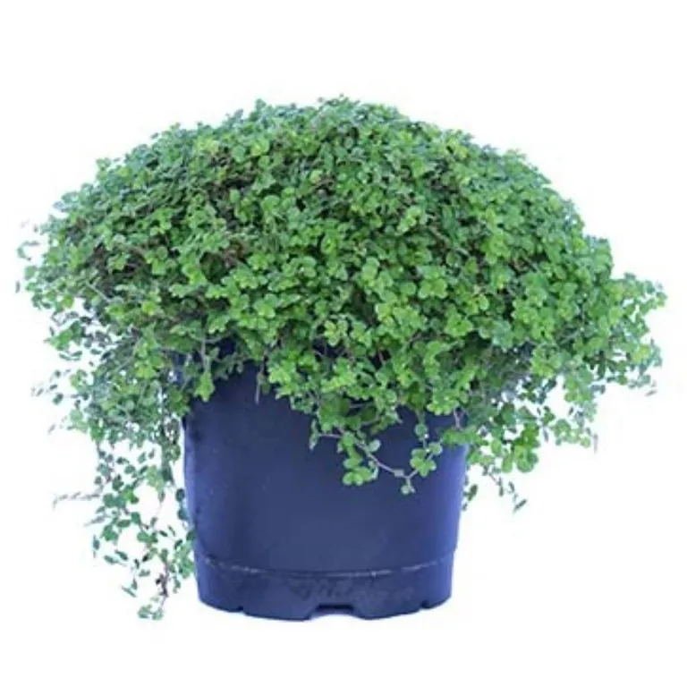 Musgo Bola 10 cm Natural CT13