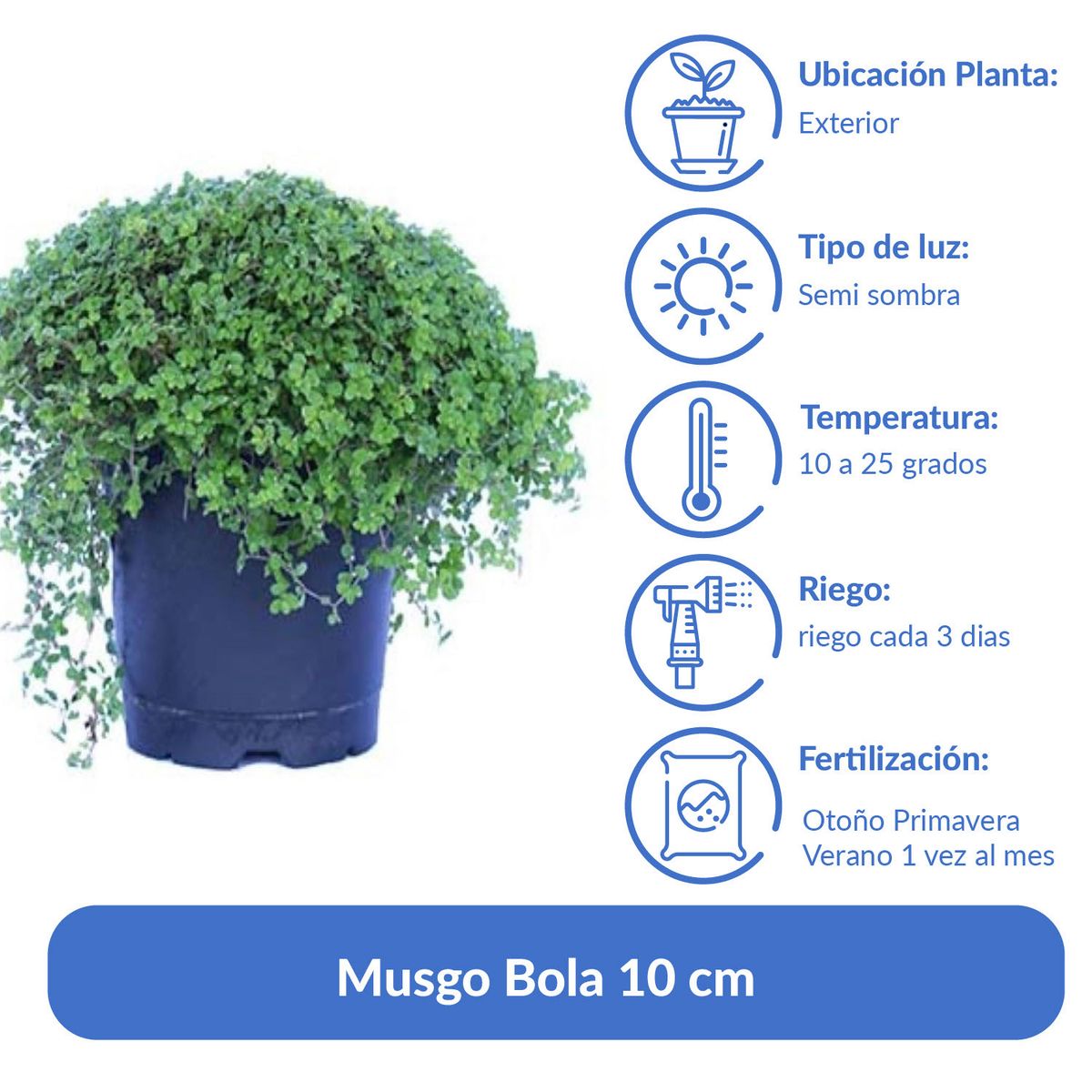 LAS BANDURRIAS - Musgo Bola 10 cm Natural CT13