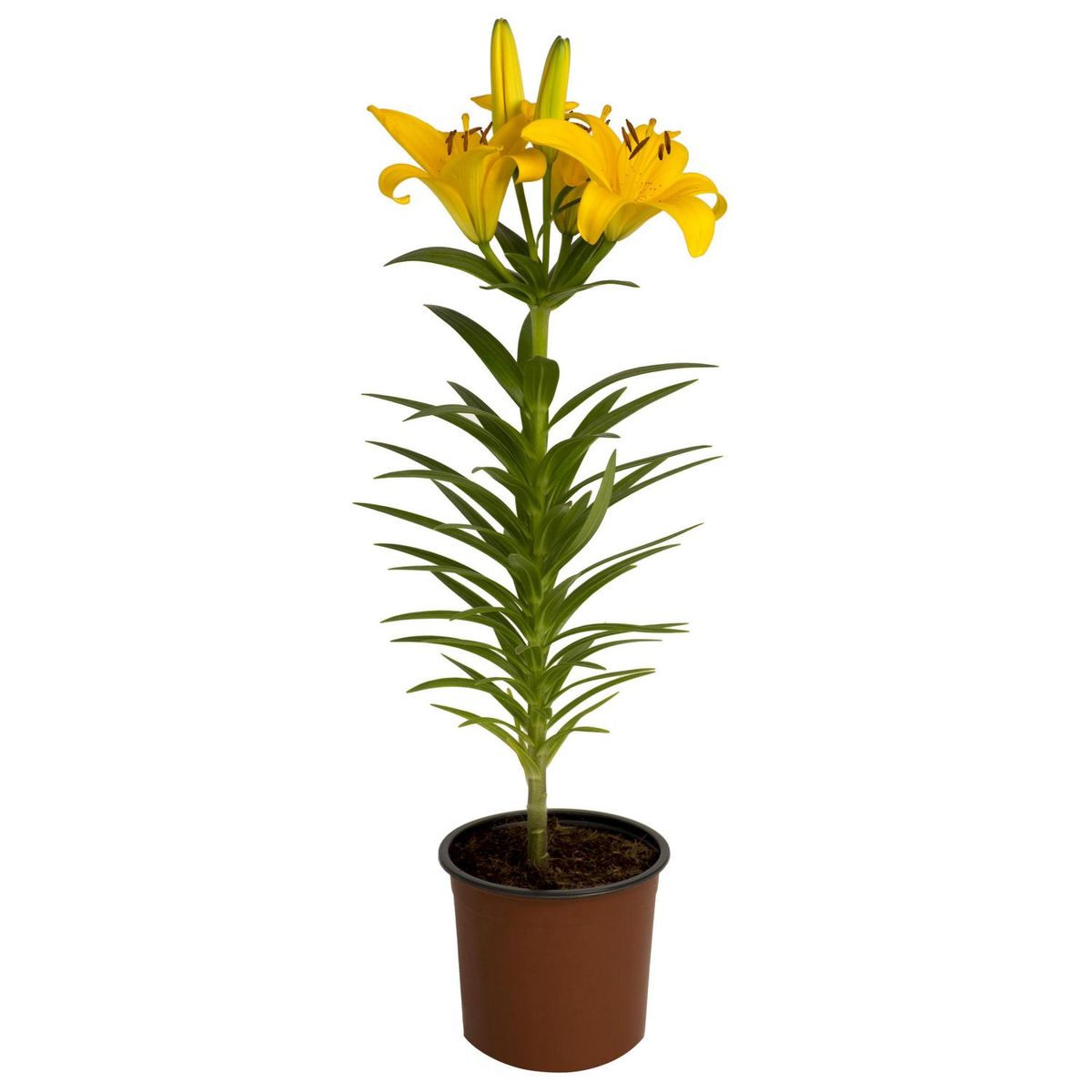 PAZ Y FLORA - Lilium x 1 Bulbo 30 cm Natural CT13