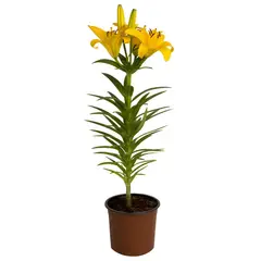 PAZ Y FLORA - Lilium x 1 Bulbo 30 cm Natural CT13