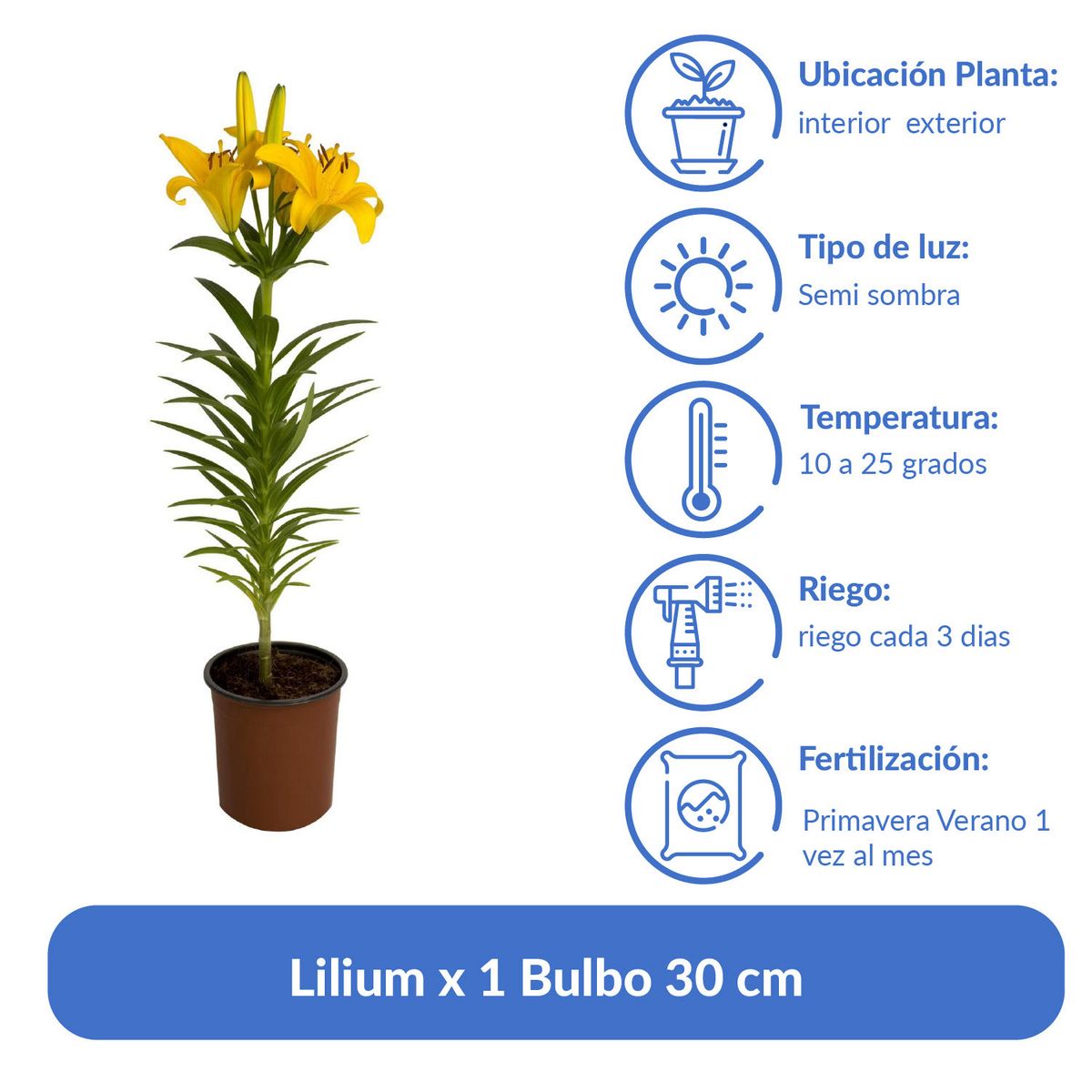 PAZ Y FLORA - Lilium x 1 Bulbo 30 cm Natural CT13