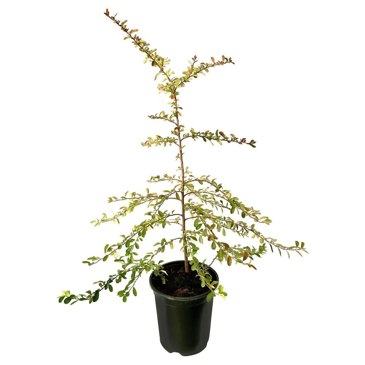 FLORES DE MI TIERRA - Planta Crataegus Natural 80 cm