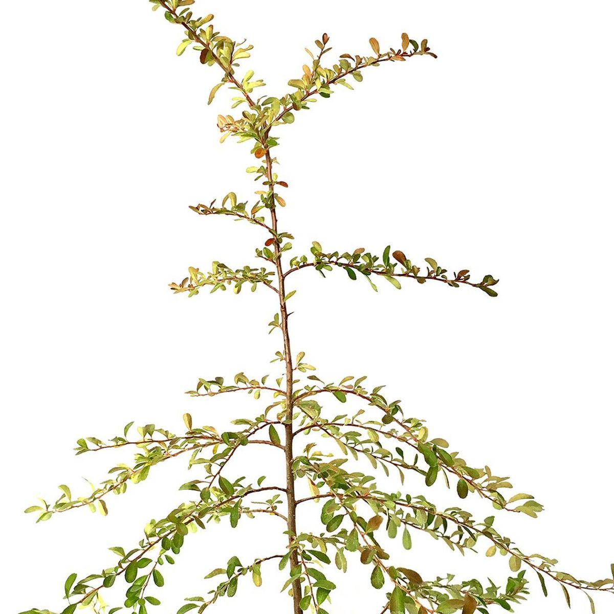 FLORES DE MI TIERRA - Planta Crataegus Natural 80 cm