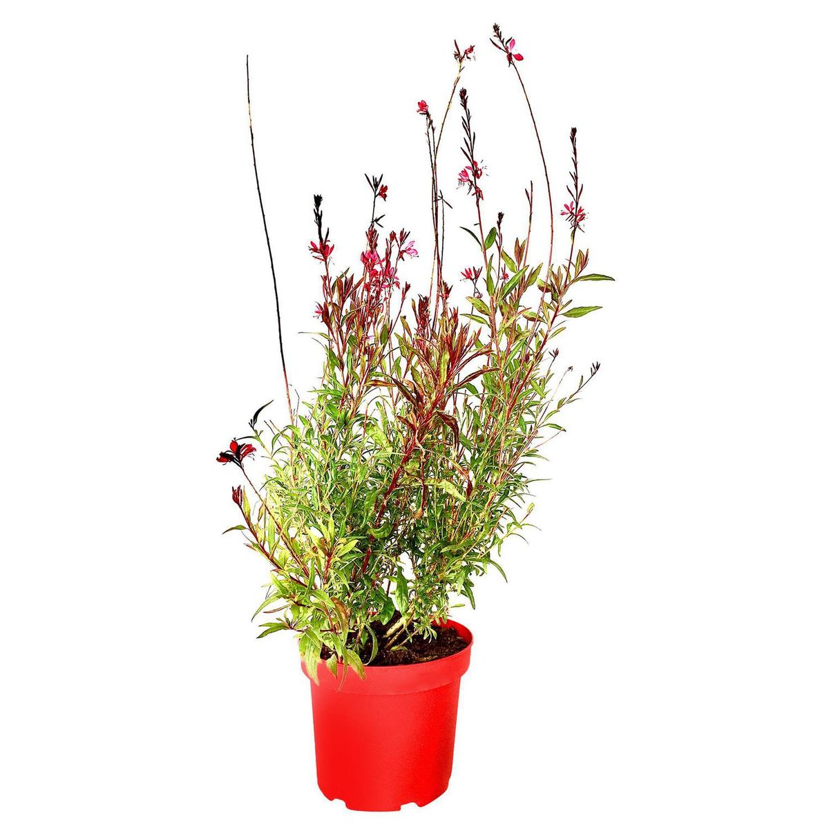 FLORES DE MI TIERRA - Gaura 35 cm Natural CT23